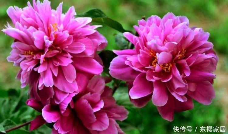 『二乔牡丹』养花就养4种花,好养易活花量大,开花漂亮花期长,谁养谁喜欢