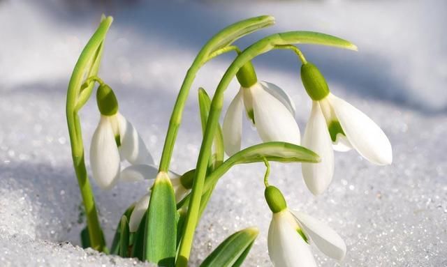  【朱顶红】阳台种上5种花，花开不断，一年四季有花赏！