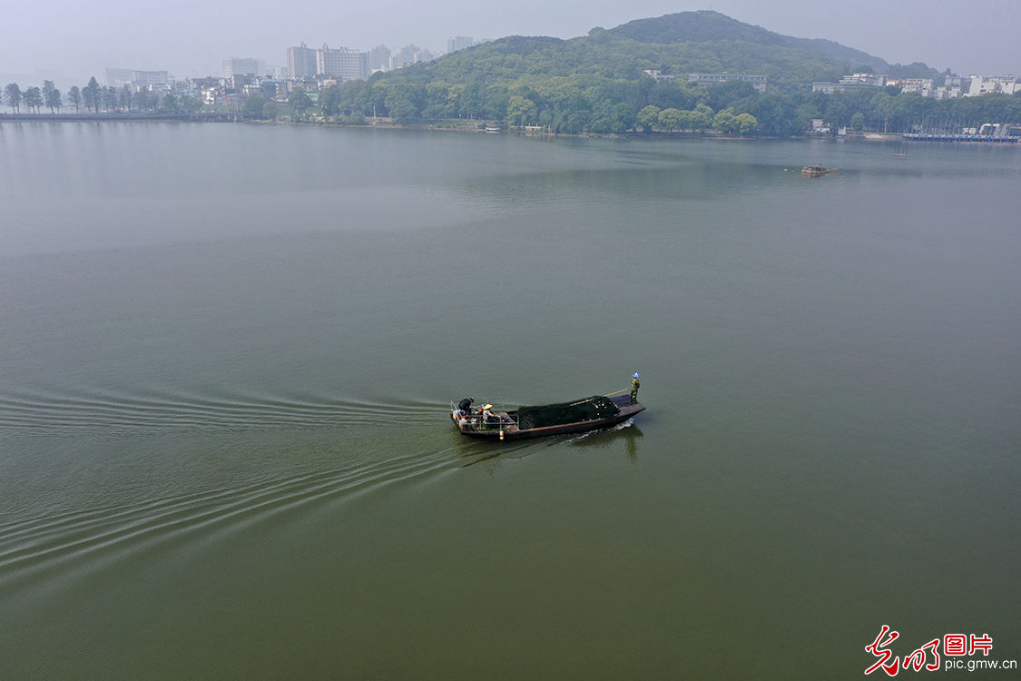  [以控制湖内鱼的规格]武汉东湖渔场生态调控捕捞忙