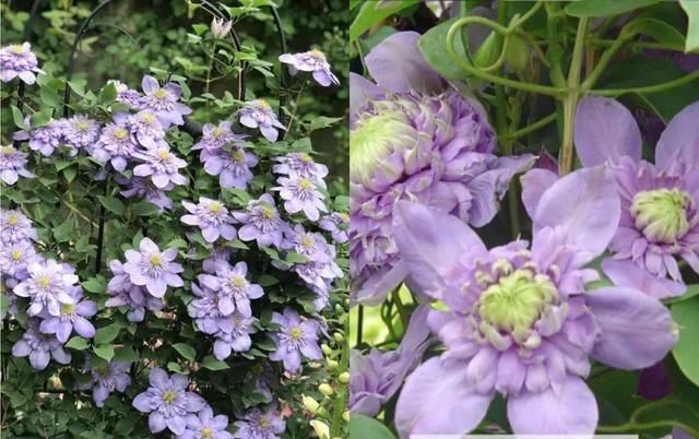  『铁线』铁线莲：韧如铁线，花开如莲，耐寒耐热，花园必备。