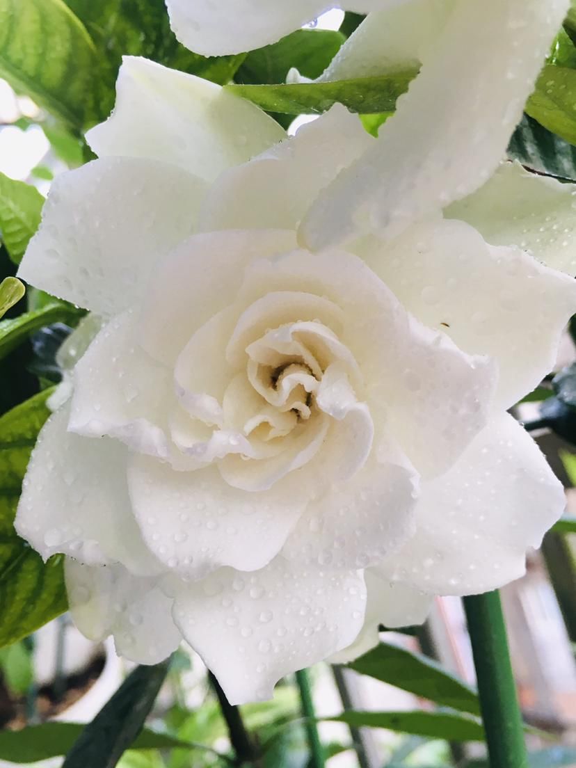  「栀子花」刚买回家的花，掉花苞，黄叶子，修剪一下还能活