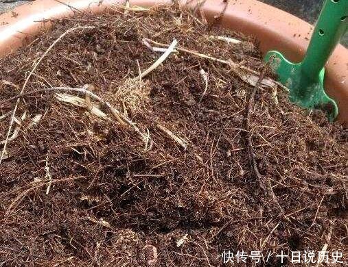 「换土」路边捡一把扔到花盆里,土壤肥的流油,根壮不腐烂,3年不用换土