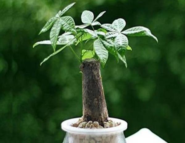  懂得■养花要懂得“取舍”，这4种花“越剪越旺”，花友：后悔才知道！