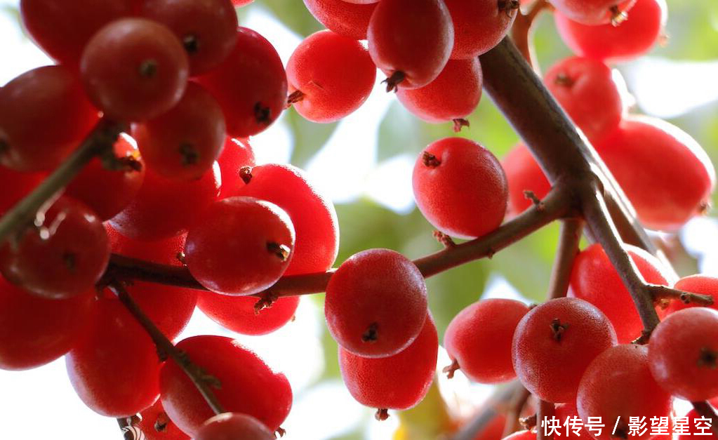 农村野生羊奶果太诱人了,酸酸甜甜童年时的味
