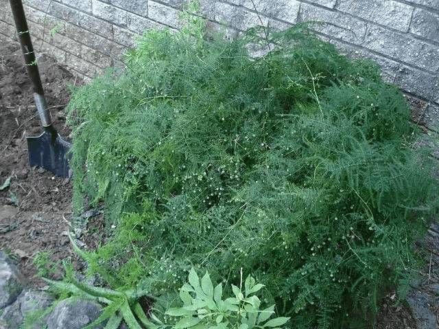 『开出』百年难得一见,养了十年的文竹,开出金花结出玉果,真是高手