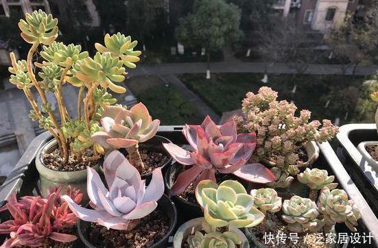 口诀:给多肉浇水的口诀:一看、二摸、三观色,弄懂了轻松搞定盆栽