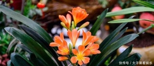  夏季|天热了，君子兰要“睡觉”，有几件事不能做，不然烂根又黄叶