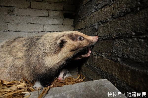 这种野生动物 肉嫩味美 皮毛经济价值极高 市场前景广阔 快资讯