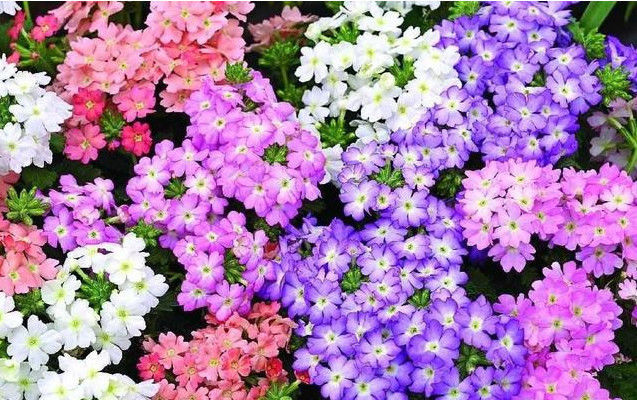 『优雅』3种花被称为花界大美女,绚丽多彩,花香优雅,家里养一盆太美了