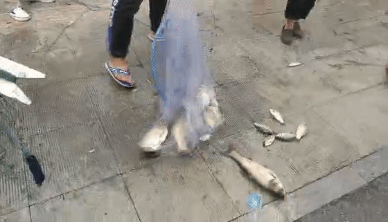  「惊现」奇闻！小清河惊现“鱼山鱼海”“万鱼奔腾”场面