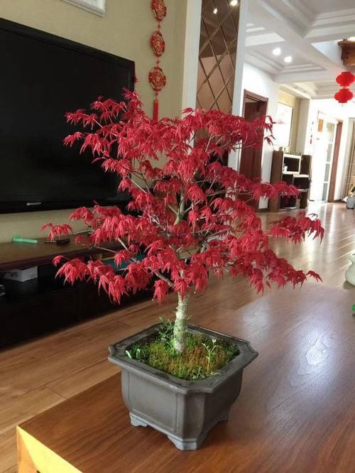  [红枫]红枫养护大全，养出“火焰色”，把握几个小窍门，盆盆价值不菲