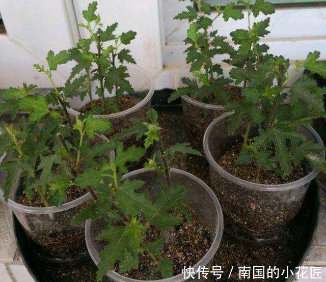 「停歇」春天养盆“开花机器”,花量大花期长,开到深秋不停歇