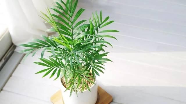  『比花』这几种受欢迎的耐阴花，一养就上瘾，叶子比花美！