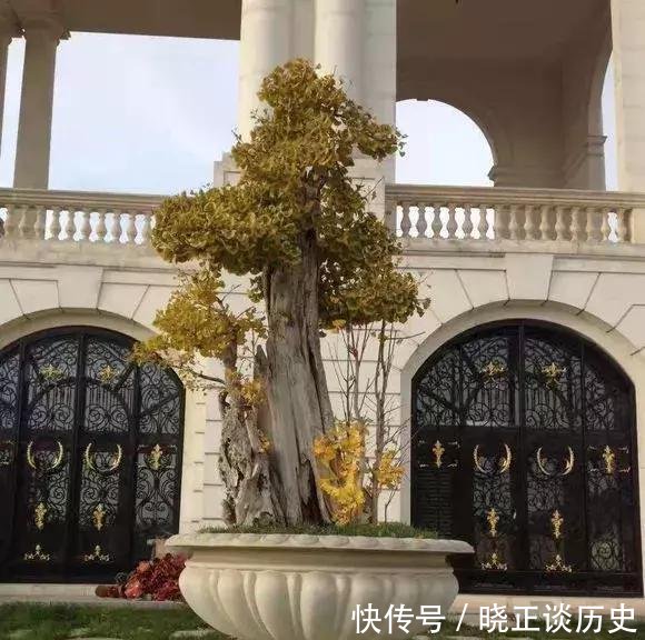 #值钱#这3种盆景可以养成传家宝,再穷也要养,越老越值钱!