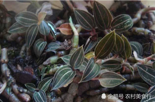 这种野草长得像“金线莲”如今却比金线莲贵，若是见到请珍惜