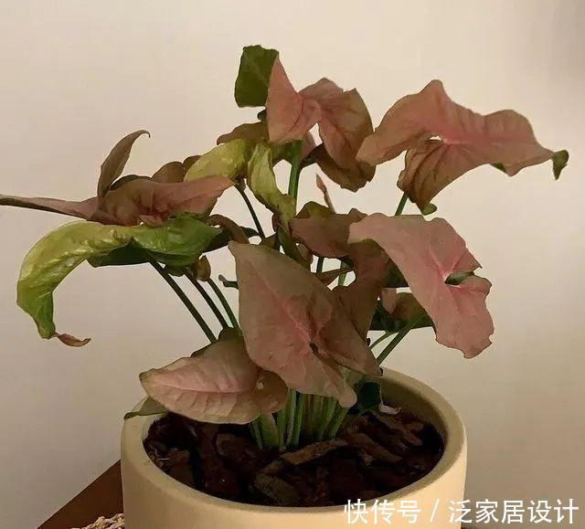 耐阴|5种植物耐阴又好养,生命力顽强,“养花杀手”也不用担心养死