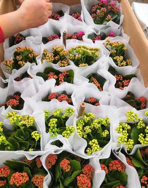 『有花赏』3种花期超长的花卉,家庭养护几盆,一年四季有花赏