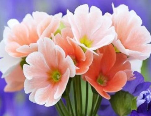  #花开#经常花开爆盆的盆栽，丢在阳台幽香暗淡，花型圆滚惹人爱，美爆了