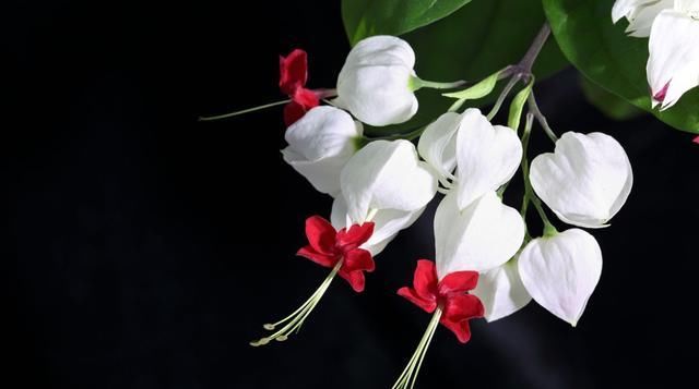  『一花多色』养花就养此款花，一花多色吸引人，阳台上养一盆，抓人眼球上档次