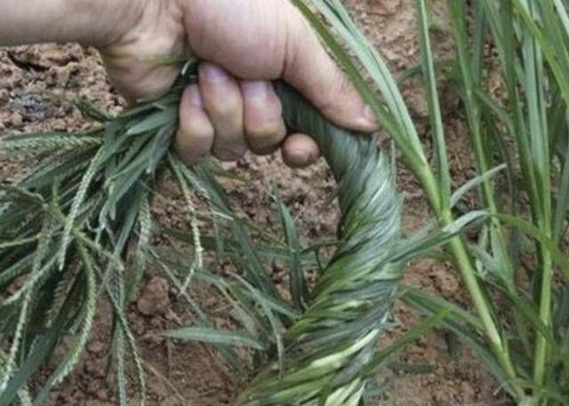  顽强@在农地里，别踩到1种“牛筋草”，植株珍贵，也顽强、长势快！