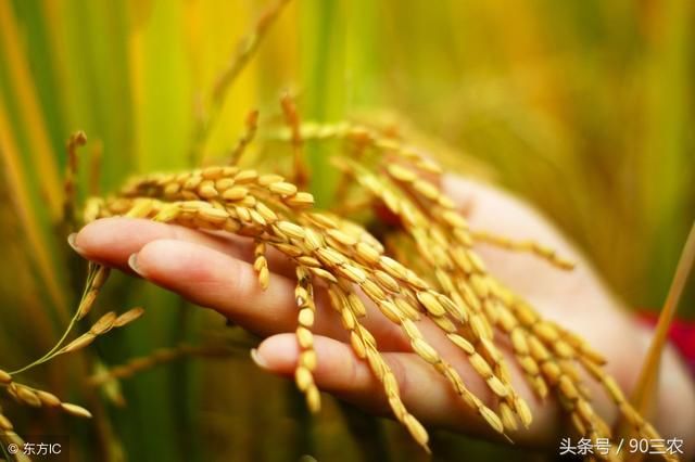 农业农村部今日粮食行情：大豆和玉米价格下调，大米价格稳定