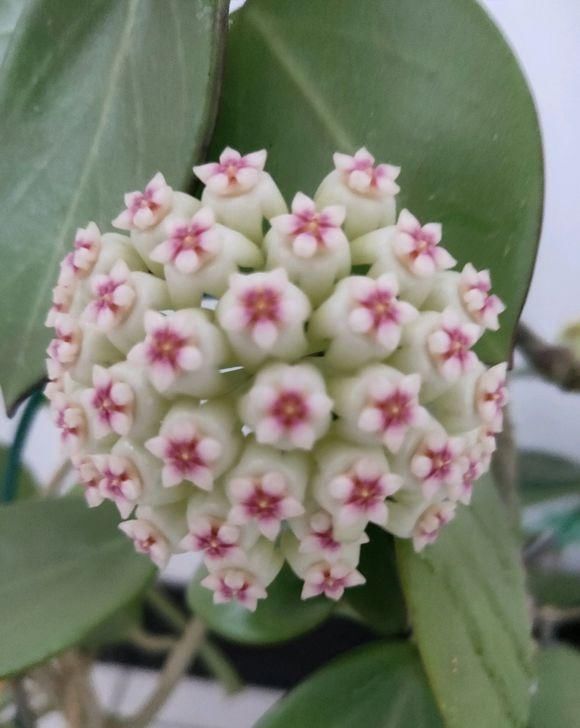  长寿花：室内养护这5种绿植，能开花净化空气，花期长，养花必备之选