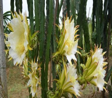 『天尺』量天尺怎么养,有什么作用?镇宅化煞