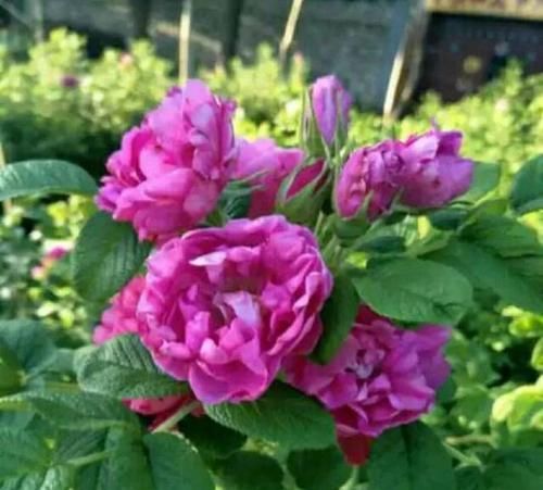  『食用玫瑰花』这些玫瑰养一盆，好看还能泡水喝，比茶好喝百倍