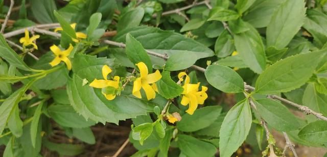  『想让它长』金钟花开花像个黄金钟，吉利祥和适合家养，而且养护很简单