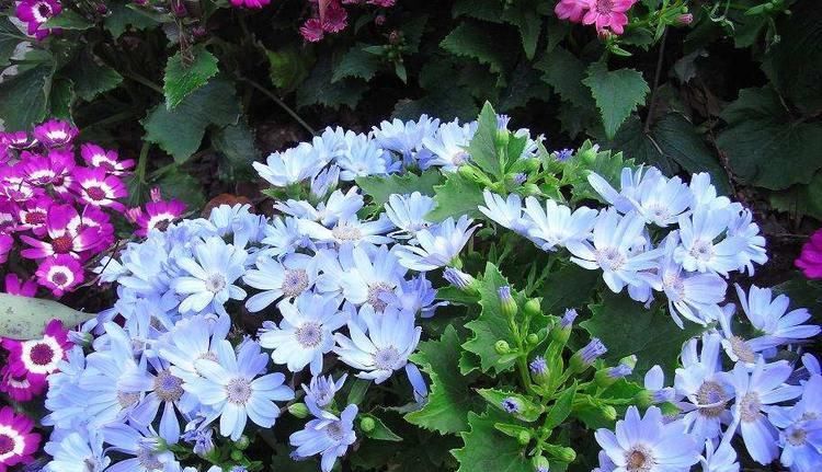  「绿萝」3种花适合新手养，比绿萝好养给点水就疯长，开花美胜牡丹花期长