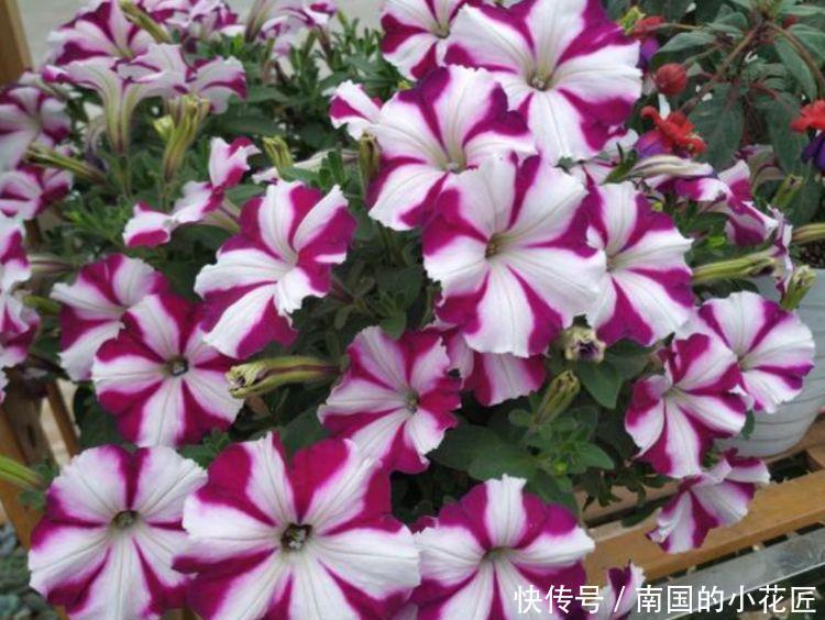 『花开花』几种花开花漂亮,好养易活不招虫,养在哪里都爆盆