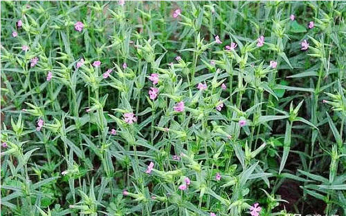 麦地里这野菜，农村人当杂草，然而价值珍贵曾是穷人“救命菜”！