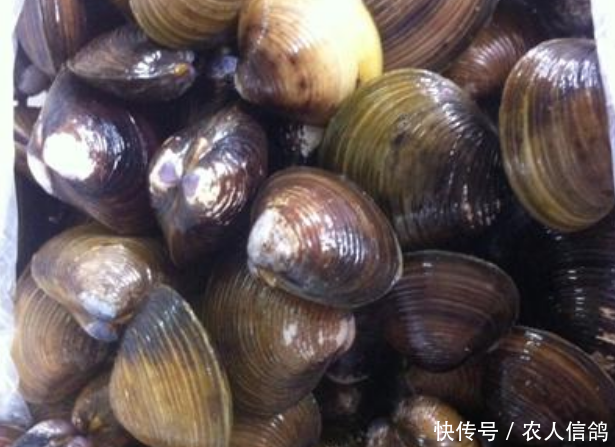  保护动物@农村4大“野味儿”，被吃成“保护动物”，有的正在渐