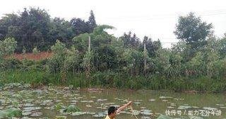 农村老汉种藕不卖藕,照样年入20万,养鸡户羡慕不已！