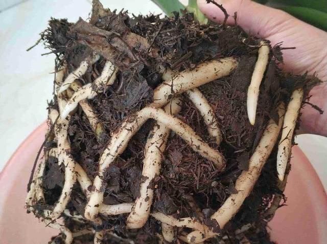 旺盛:花盆里放两种杂物,花很好,没有虫子,土壤也不结实,气势旺盛
