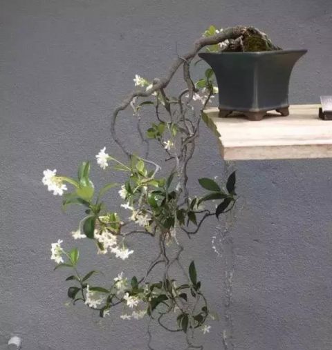 一组悬崖盆景佳作欣赏 可上九天揽月 可下五洋捉鳖