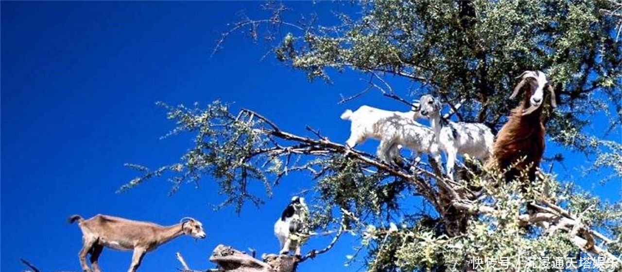 非洲“奇景”，山羊会上树，吸引众多游客参观