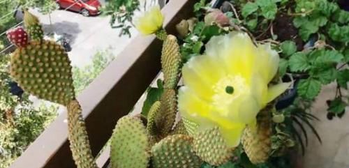  【优质】养花新手必备小技巧：'5个不要'牢记于心，轻松买到优质花苗