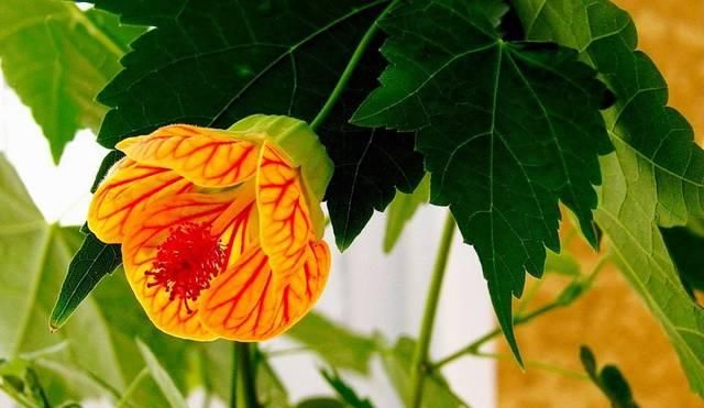  红灯笼：邻居家种的奇特植物，花像个“红灯笼”，殊不知还是祛瘀良药