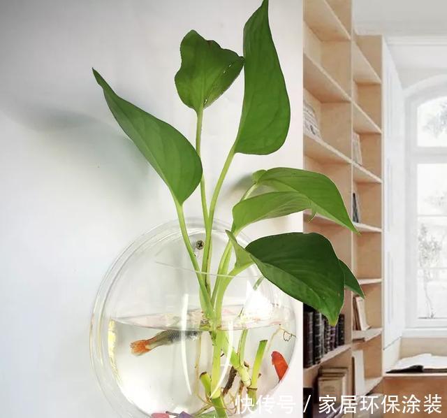 『水培花卉』水培掌握8个小窍门，绿萝爬满墙，吊兰猛抽枝！