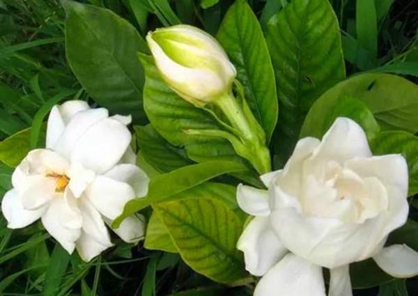  植物@3种花,丢水里就能活,不用土也能开花,一开就是好几个月