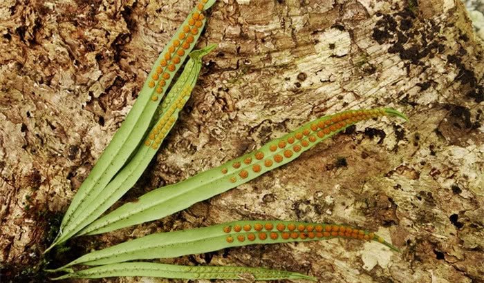 农村一种长得奇怪的野草，人称“七枝剑”，农民见了却不敢碰