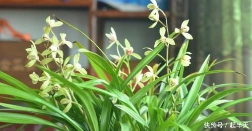 #人称#这东西,人称“血草”,名字吓人却是一“宝”,野外遇见,请珍惜