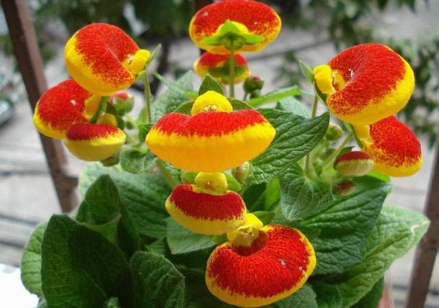  养不活：没事别养荷包花，一般家庭真的养不活
