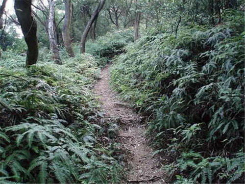 以前农村用它生火和种蒜，如今却成难除“杂草”，珍贵价值被忽略