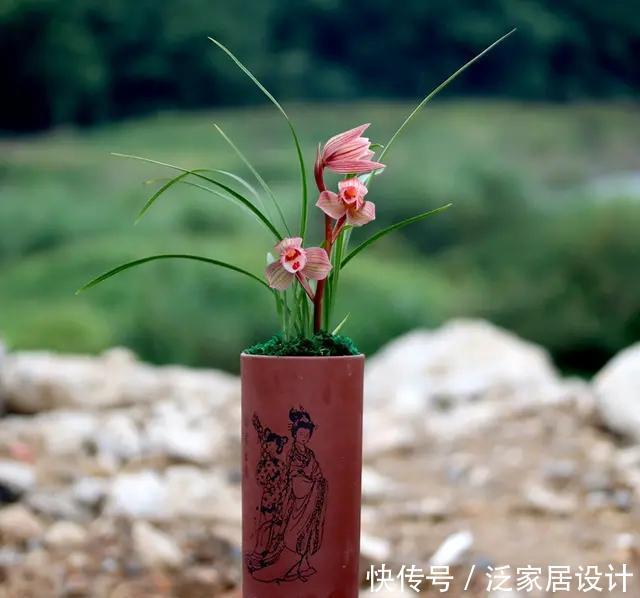  花香|酒香味的兰花你闻过吗？最美荷瓣兰，花色粉红，叶片金边亮眼