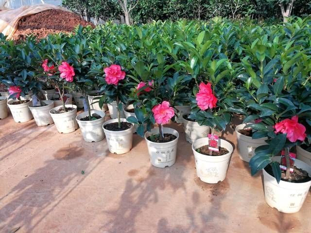 『技巧』认识四季茶花,四季茶花的四季浇水和喷水技巧