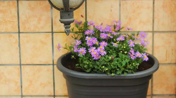  「适合」适合懒人养的花,养成轻松成本低!