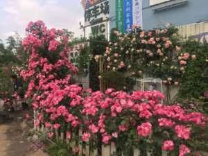  『芳香』此藤本花卉漂亮又芳香，四季有花开，让你的阳台变花园！