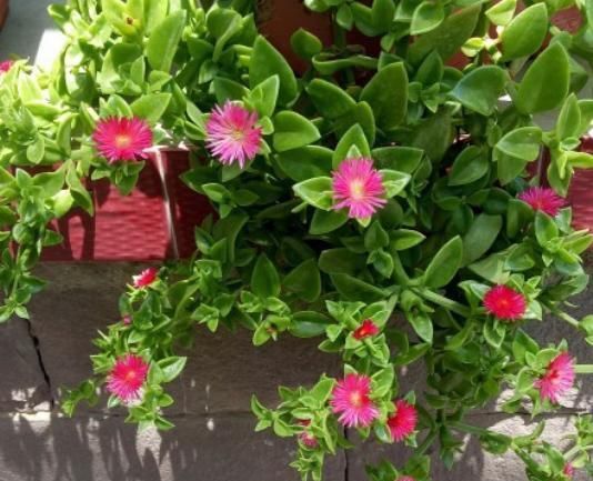 窗前:6种花适合吊起来养,挂在窗前,比窗帘还好看